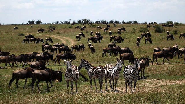 Masai Mara National Park