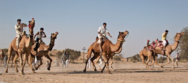 International Camel Derby Festival