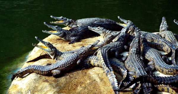 Mamba-Village-Crocodiles