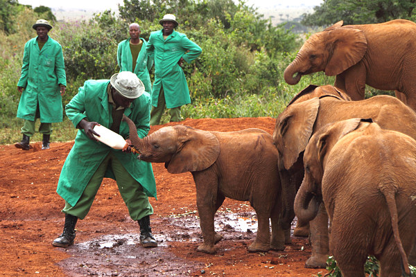 Nairobi_ElephantOrphanage
