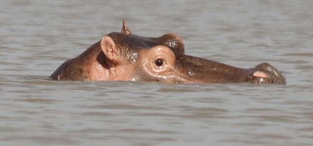 Image result for images of kisumu hippo inside a hippo point