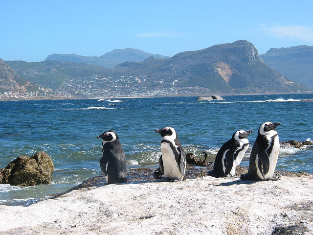 Jackass Penguins Simon's Town Cape Town, SA