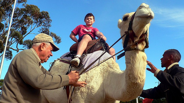 Cape Camel Ride in Kommetjie