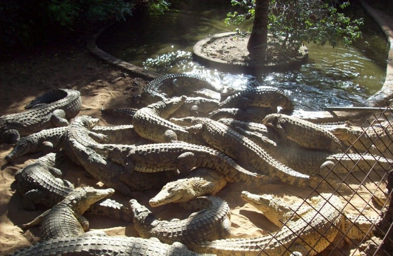 Crocodile Farm and Snake Park, Malindi