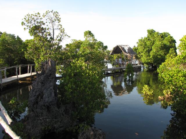 coral garden Wasini