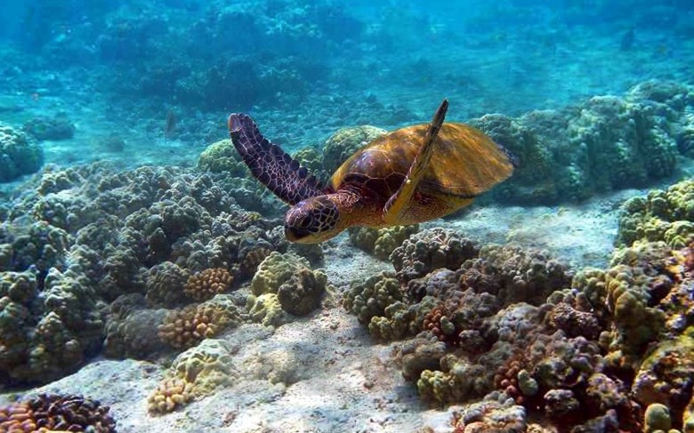 watamu-marine-national-reserve