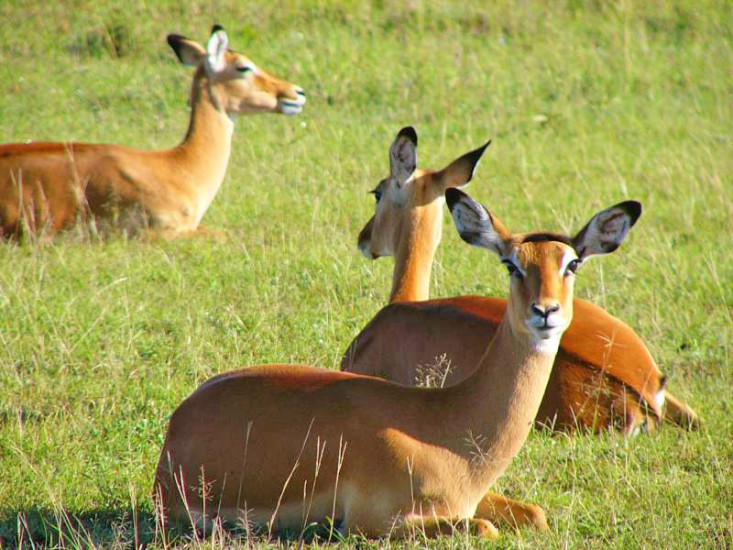 Kimusu-Impala-Sanctuary