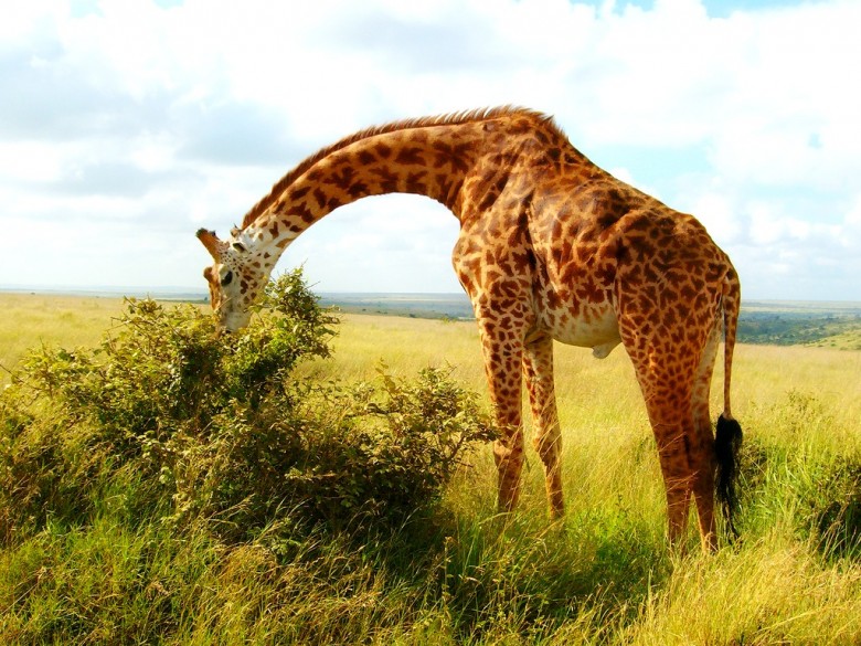 Nairobi Wildlife