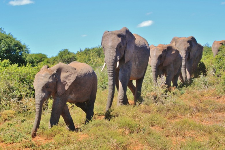 african-bush-elephant-463283_1280