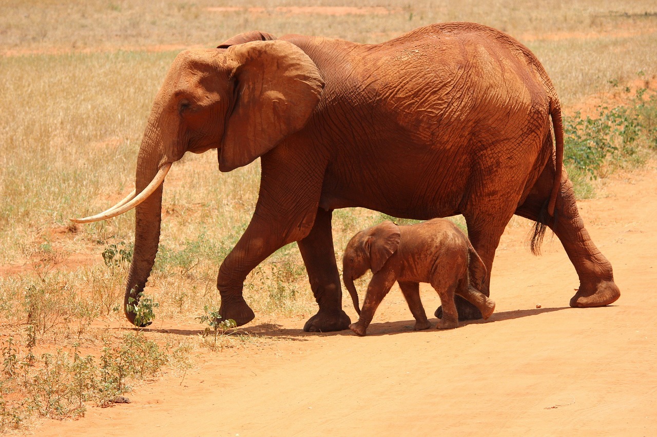 10 Amazing Facts About Elephants That Will Make You Love Them More