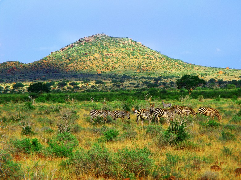 Hill and Zebra at Masai Mara