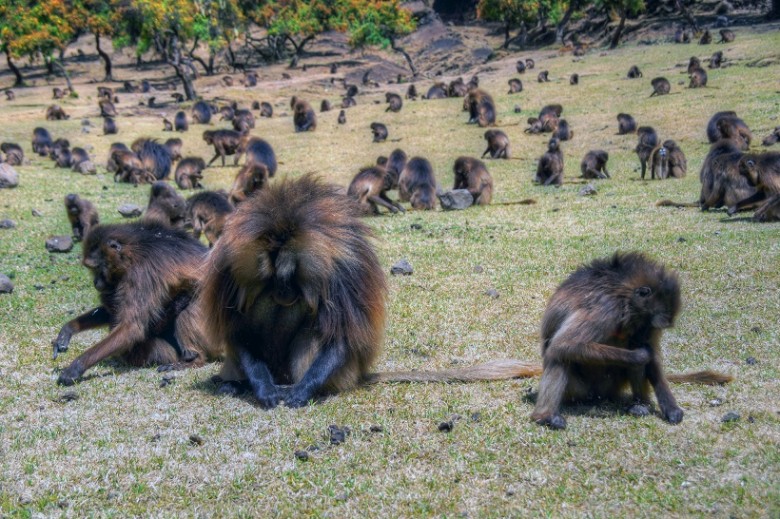 Field of Baboons in Ethiopia