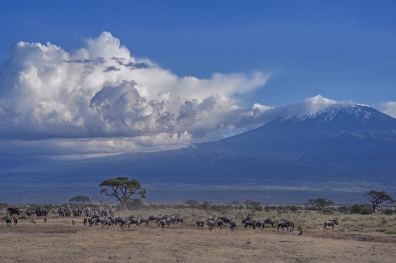 Herds of animals in front of Mt. Kilimanjaro, Amboseli National Park