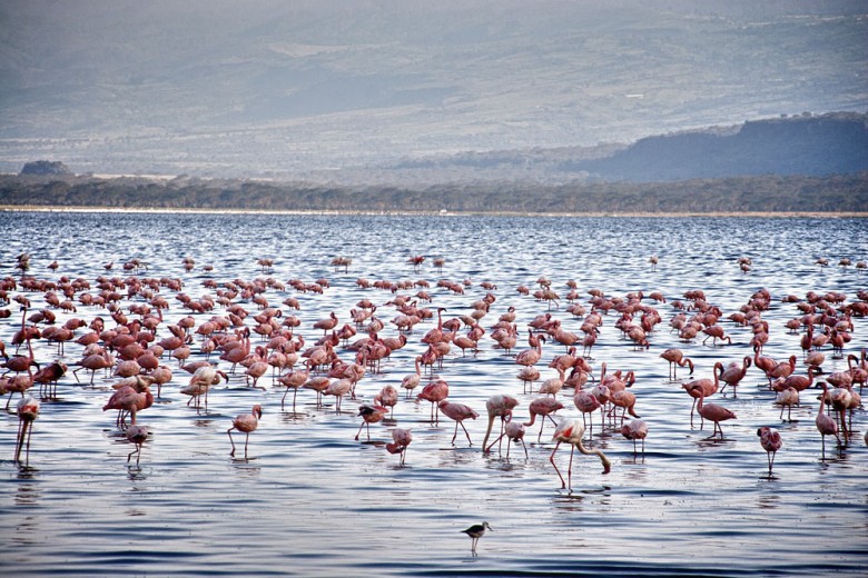 Lake Nakuru