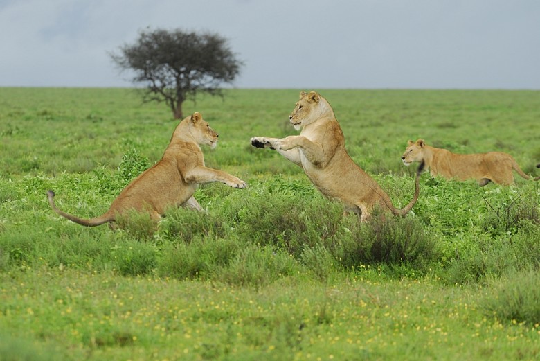 Lionesses (Panthera leo), Ngorongoro Conservation Area, Tanzania.