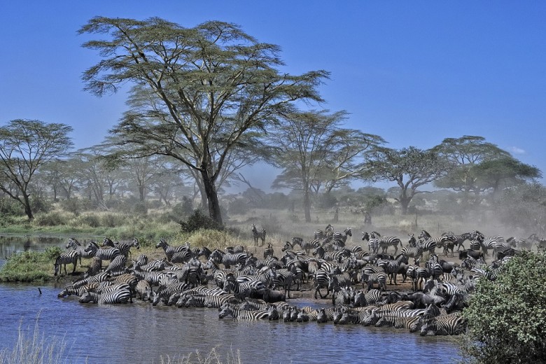 Zebras at watering hole in the Serengeti