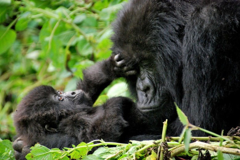 mountain gorillas atVolcanoes National Park