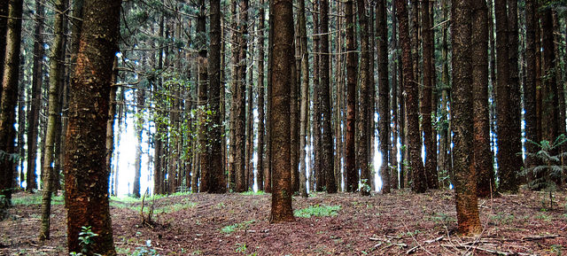 Karura forest