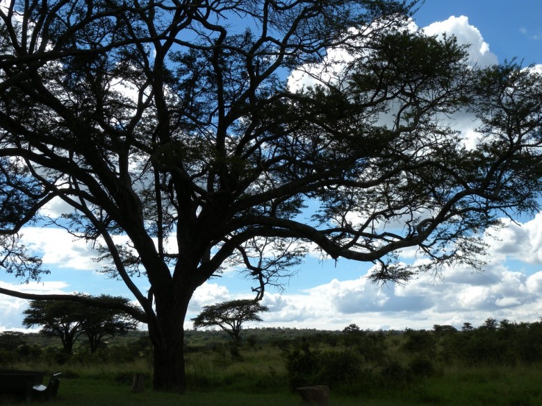 kingfisher_picnic_site_in_Nairobi_national_park_Nairobi_National_Park