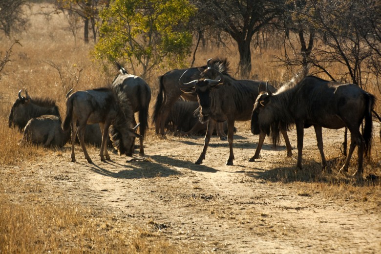 Wildlife in Zimbabwe
