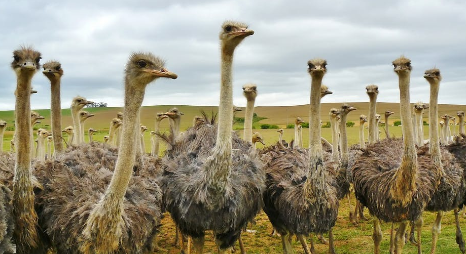 curious gathering of ostriches