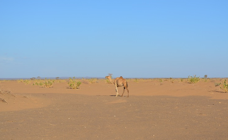 camel walks across the sands of Chalbi Desert under a clear blue sky