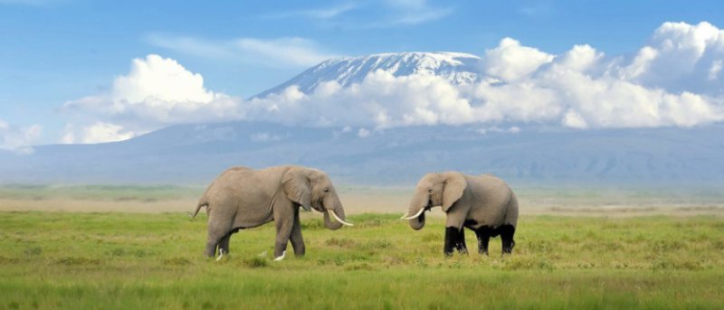 Mt. Kilimanjaro as the backdrop of two bull elephants about to fight