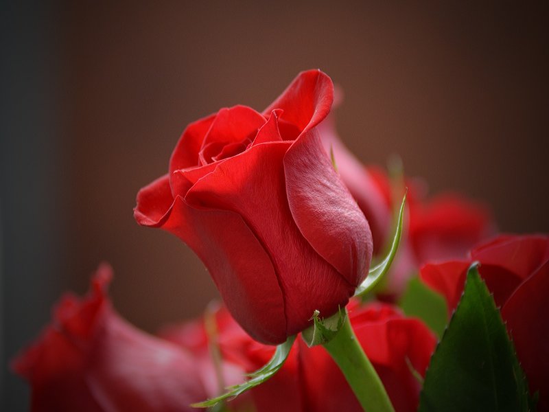 red rose flower