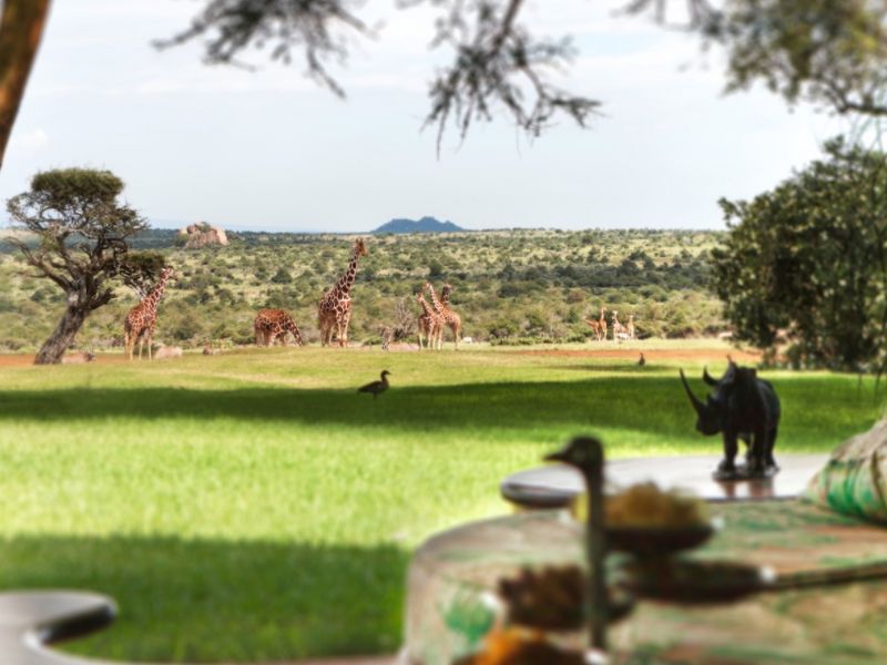 view of giraffes from a luxurious room in Ol Jogi