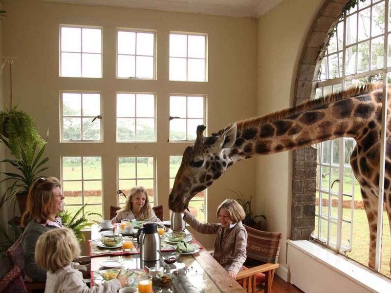 Giraffe sticking it's neck through the window as tourists eat their breakfast