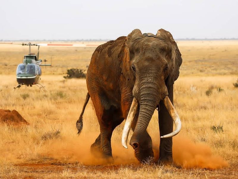 Elephant with helicopter in the background