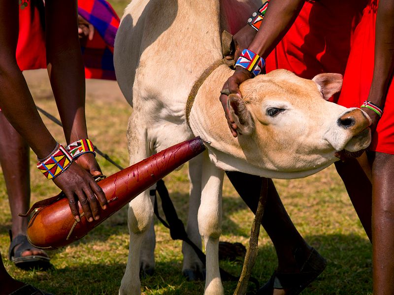 Maasai taping blood from a cow's neck