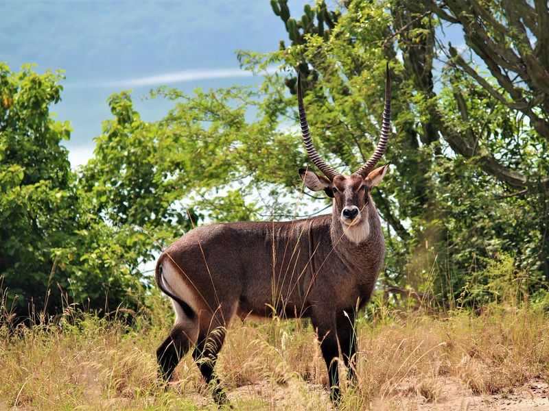 close up of Kudu in the wild