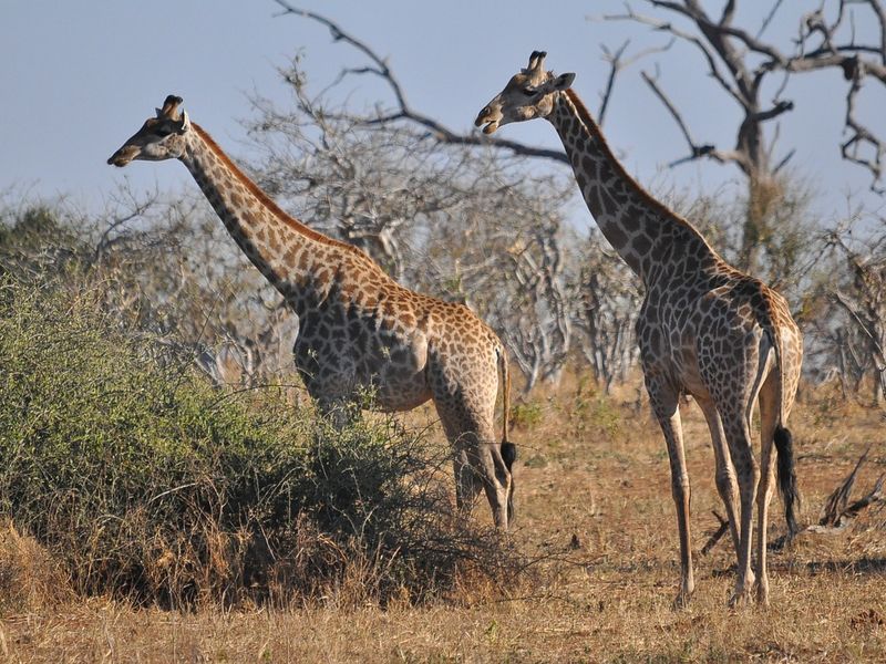 Giraffes feeding in the wild