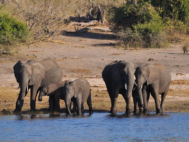 Elephants at a watering hole in Kenya