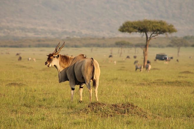 Eland in the plains of the Maasai Mara