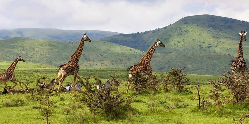 Giraffes and zebras running in the wild