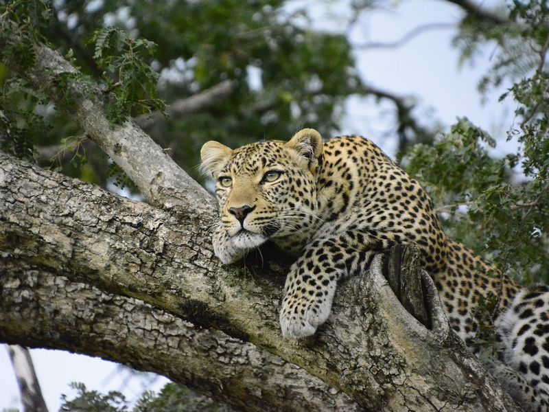 Leopard perched on a tree branch