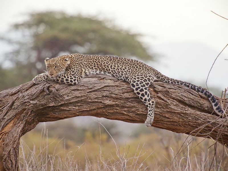 Leopard perched on a branch