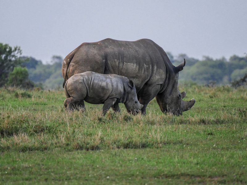 Rhino grazing with her calf