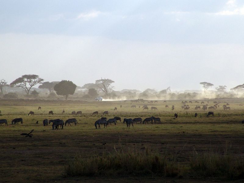 Picture of wildlife in the African plains