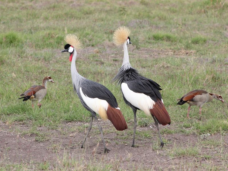 A pair of Cranes in Kenya