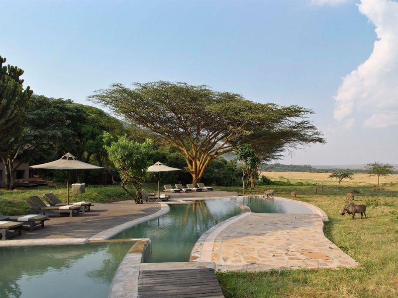 Swimming pool with warthog nearby
