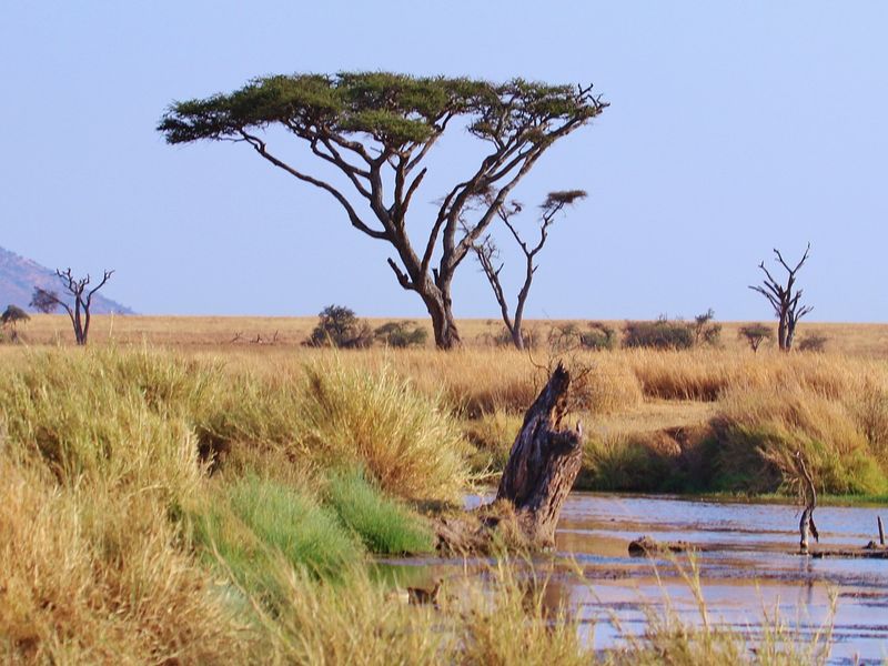 Beautiful pond in the African Savannah