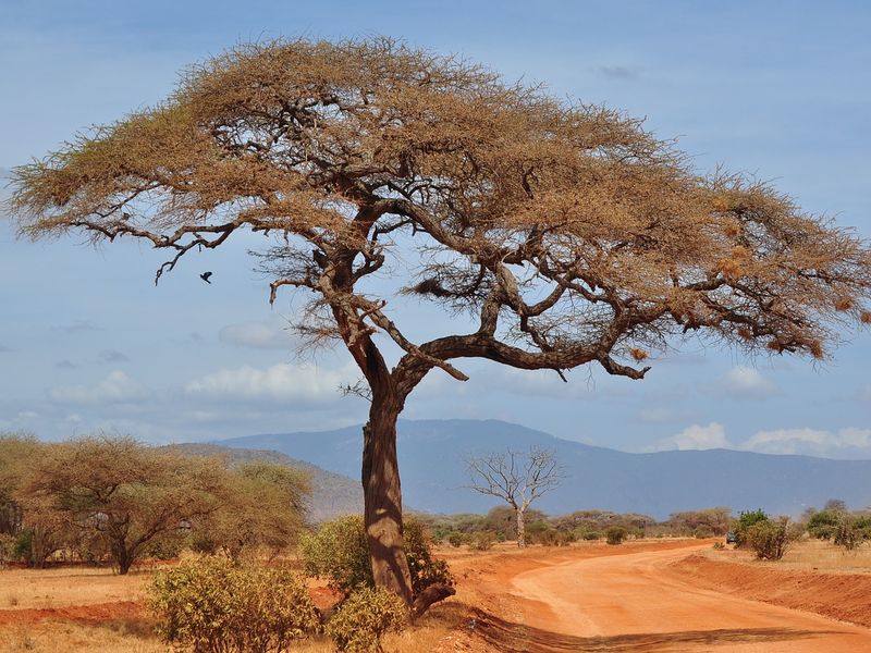 Acacia tree in a dry wilderness