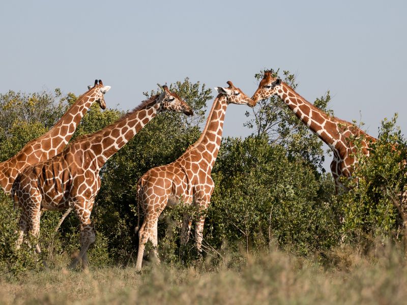 Giraffes feeding on thorn bushes