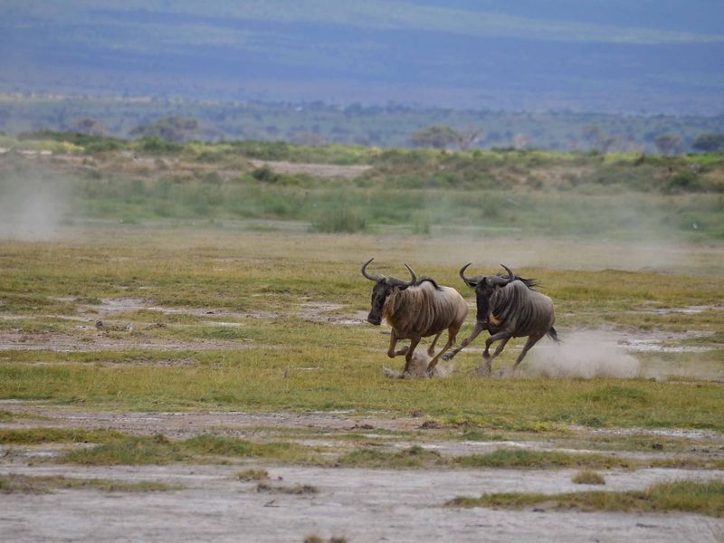 A pair of wildebeests chasing each other