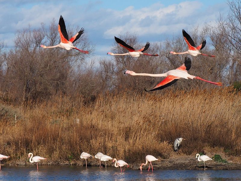 Flamingos taking flight