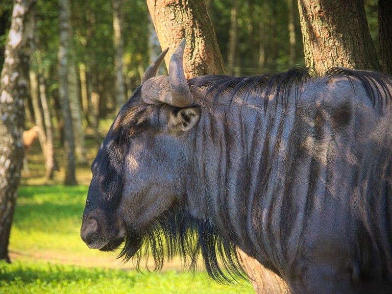 closeup of a wildebeest