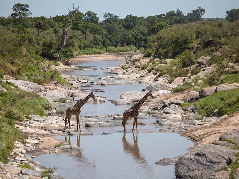 Two giraffes crossing a river in the Masai Mara